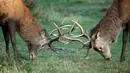 Rusa muda mengadu tanduk selama musim rutting (kawin) yang berlangsung pada musim gugur di Bushy Park, London, Rabu (14/10/2020).  Rusa jantan bertarung satu sama lain menunjukkan kekuatan mereka untuk merayu rusa betina.  (AP Photo/Matt Dunham)