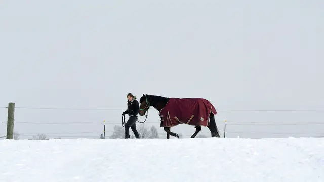 Aktivitas Para Hewan Saat Hujan Salju Tebal Terjang Eropa