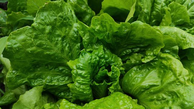 Manfaat Luar Biasa Sawi untuk Kecantikan dan Kesehatan, Termasuk Menurunkan Kolesterol