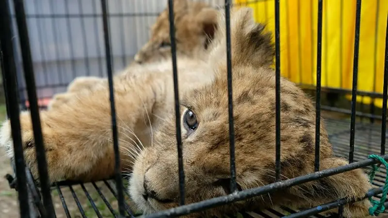 Anak singa Afrika yang disita Polda Riau dari jaringan perdagangan satwa dilindungi.
