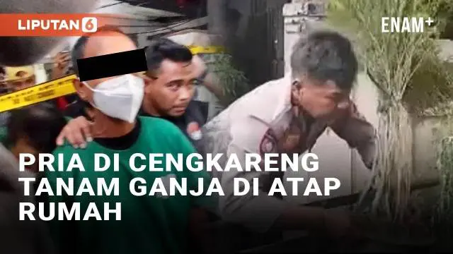 VIDEO: Tanam Ganja di Atap Rumah, Pria di Cengkareng Terancam Bui Seumur Hidup
