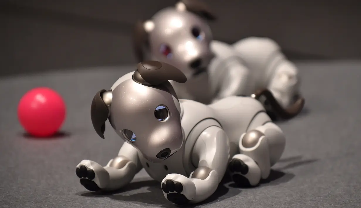 Robot anjing keluaran Sony yang bernama Aibo ditampilkan saat konfrensi pers di Tokyo, Jepang (1/11). Aibo juga menggunakan cloud data untuk belajar dari pengalaman unit dan pemilik Aibo lainnya. (AFP Photo/Kazuhiro Nogi)
