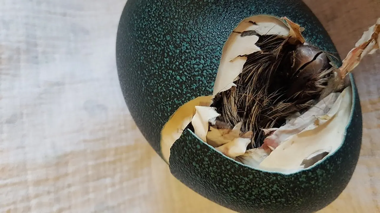 Telur emu seharga Rp 412 Ribu menetas  