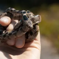 Ilustrasi mimpi menangkap ular/Copyright unsplash/Marino Linic