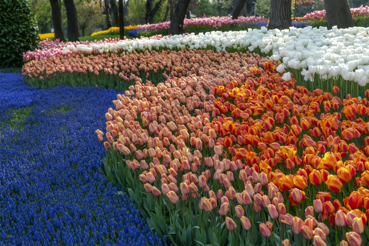 Kota Turki menjadi ladang bunga tulip