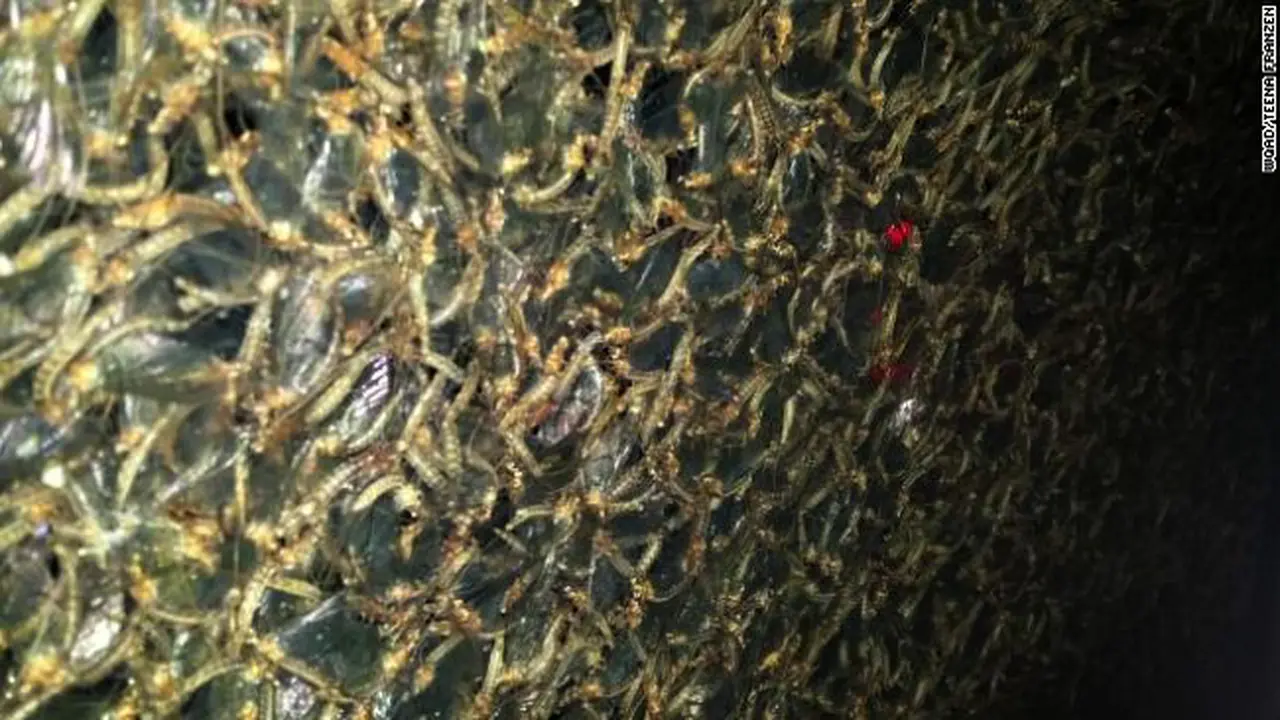 Lalat Capung Kepung Jembatan