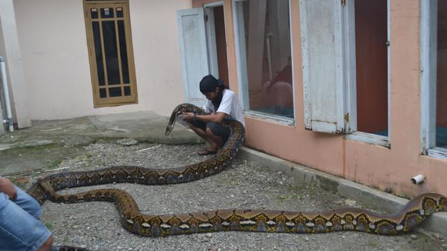 Ular piton raksasa, di Pejagoan, Kebumen, dengan pawangnya. (Foto: Liputan6.com/Muhamad Ridlo)