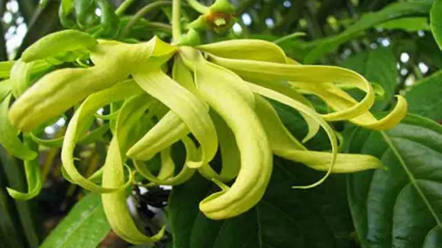 Bunga Kenanga
