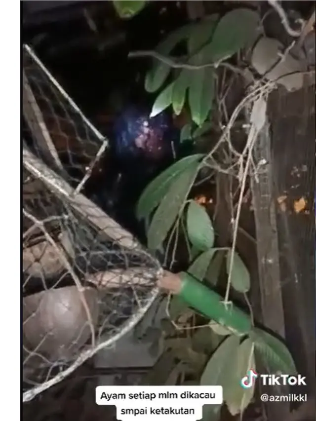 Ayam Berkokok Tiap Malam, Pria Ini Temukan Makhluk Misterius di Belakang Kandang