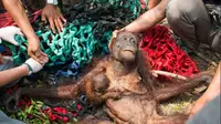Mama Anti, seekor induk orangutan Kalimantan yang ditemukan sekarat pada tahun 2015. Sekarang sudah dilepas kembali ke alam liar. (Sumber International Animal Rescue)