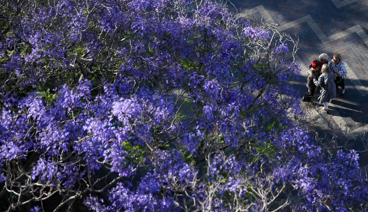 Orang-orang berdiri di bawah pohon jacaranda di Sydney, Australia (22/10/2020). Jacaranda adalah genus dari 49 spesies tanaman berbunga dalam keluarga Bignoniaceae, asli daerah tropis dan subtropis dari Amerika Tengah, Amerika Selatan, Kuba, Hispaniola dan Bahama.  (Xinhua/Bai Xuefei)