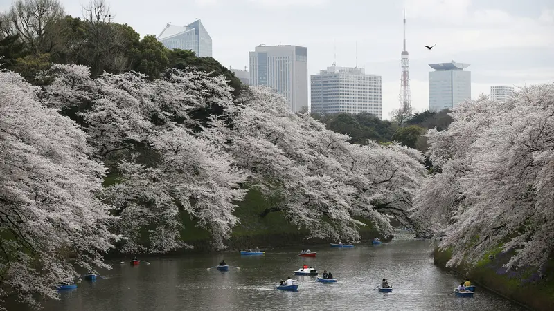 20160404-Pohon-Sakura-Jepang-Reuters