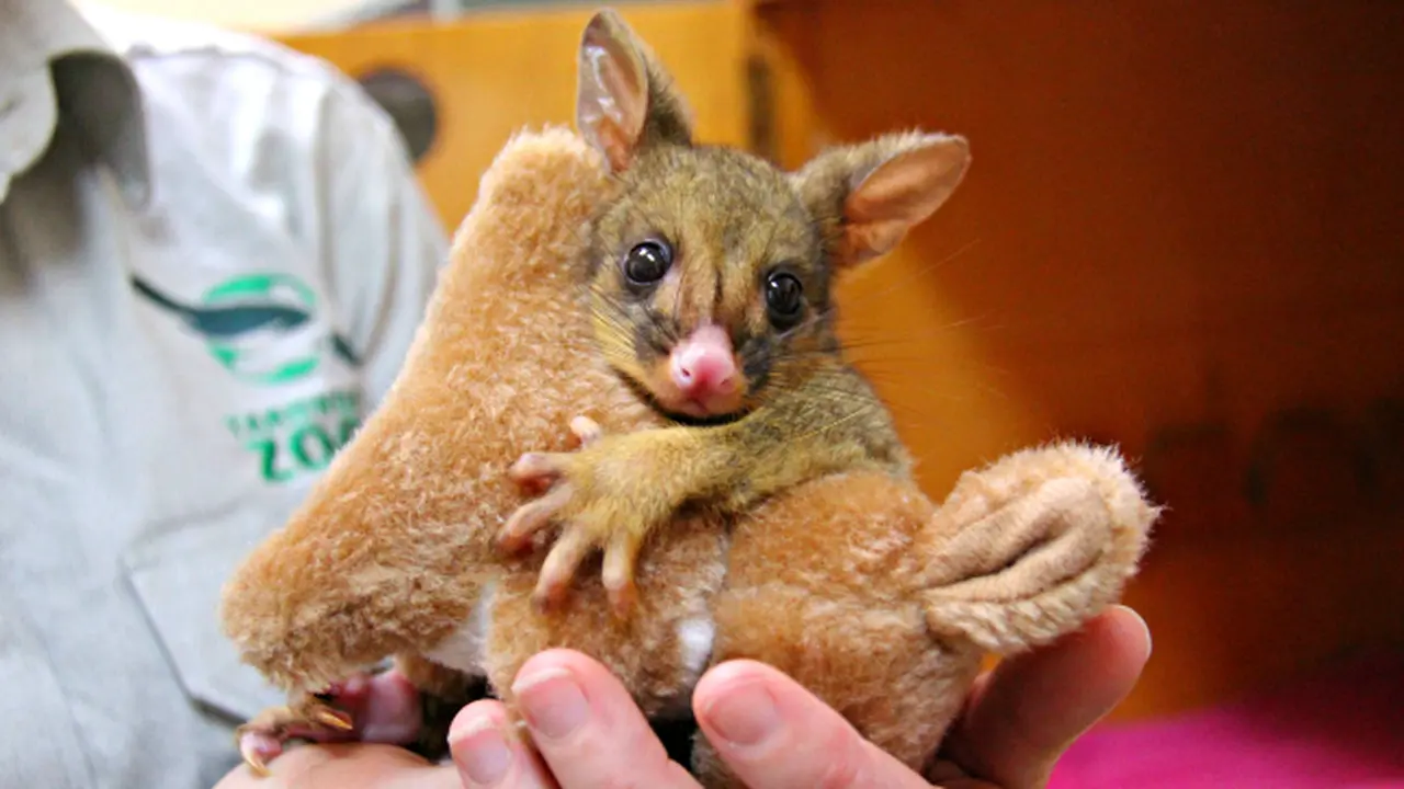 Bayi Hewan Possum Mencintai 'Induk' Barunya 
