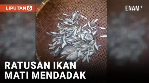 VIDEO: Diduga Tercemar Limbah Pabrik, Ratusan Ikan di Sungai Ciujung Mati Mendadak