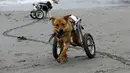 Pelusa dan Pecas, anjing yang lumpuh di kursi roda berjalan di Pescadores pantai Chorrillos, Lima, (7/9/2015). Sara Moran memiliki tempat penampungan untuk anjing liar dan terluka akibat kecelakaan di Milagros Perrunos. ( REUTERS/Mariana Bazo)