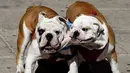 Dua anjing Bulldog saat berkumpul untuk meraih Rekor Guinness di Mexico City di Meksiko (26/2). Awalnya anjing ini dipelihara sebagai anjing adu/petarung, sehingga Bulldog merupakan anjing yang agresif dan tangguh. (AFP/Alfredo Estrella)