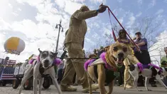 Sejumlah anjing mengikuti Mystic Krewe parade anjing di New Orleans , Louisiana, (31/1). Parade ini dipadati oleh pengunjung yang ingin melihat atraksi dari anjing - anjing tersebut. (REUTERS / Lee Celano)
