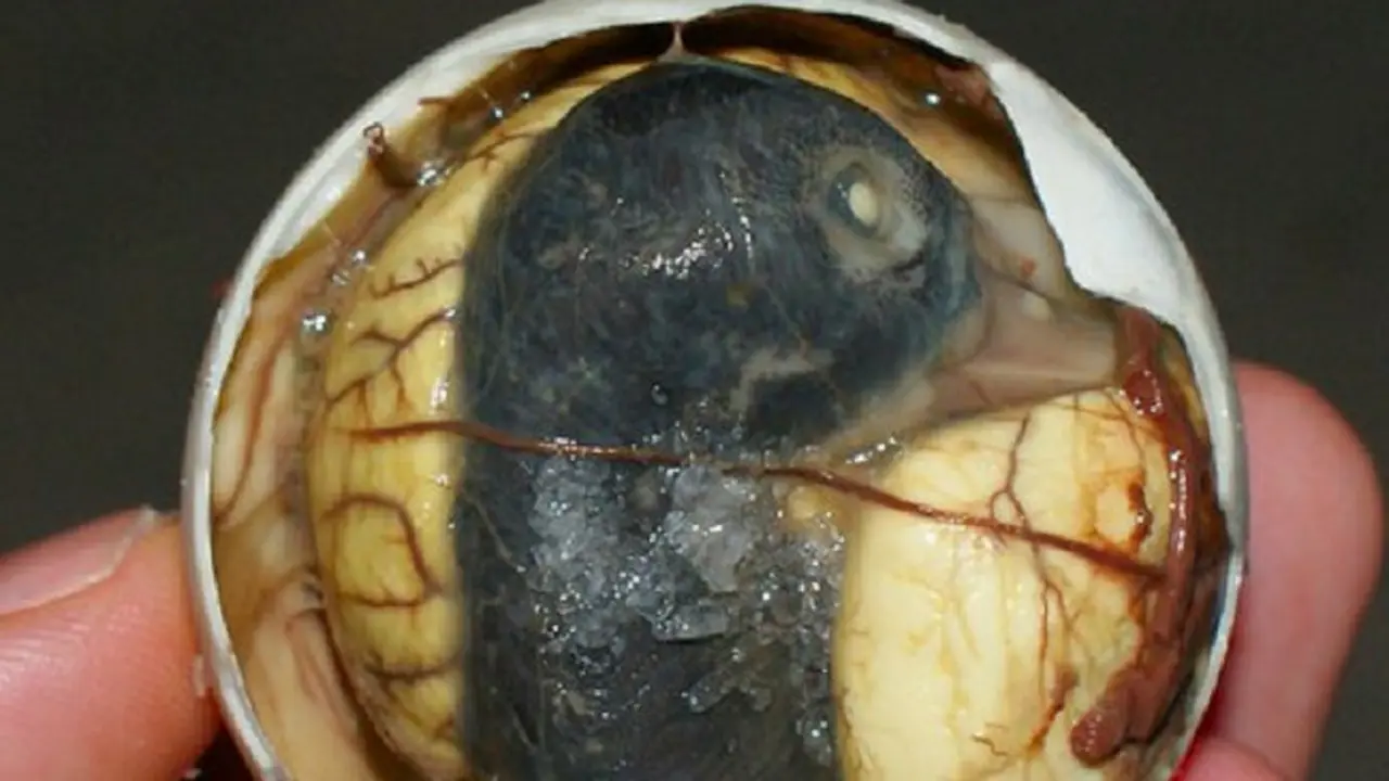 Balut