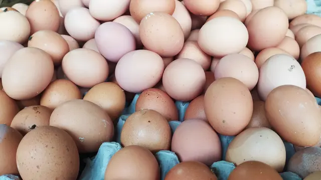 Sejumlah peternak ayam petelur di Kota Tasikmalaya, Jawa Barat, meminta pemerintah segera turun tangan memberikan solusi, di tengah anjloknya harga telur saat ini.