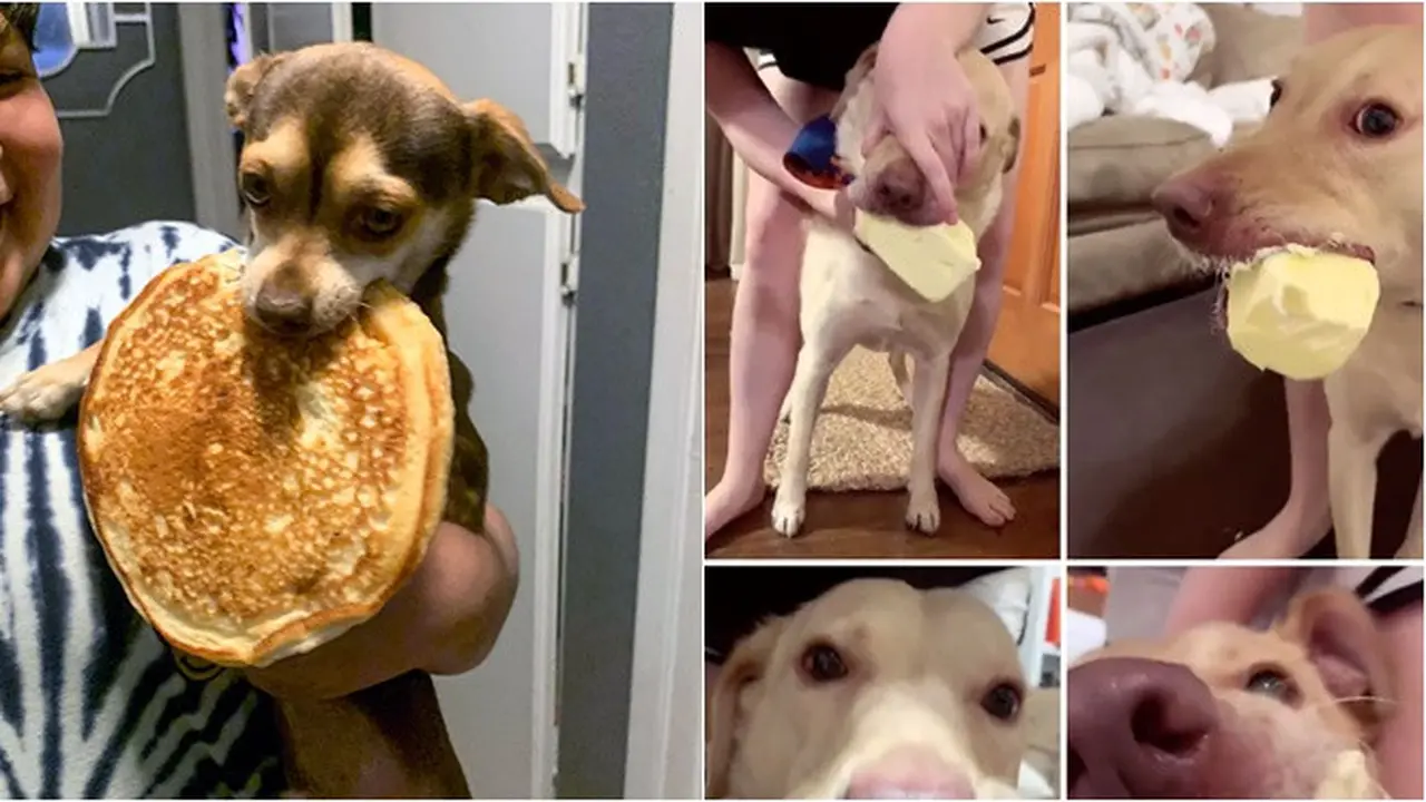 6 Potret Anjing Makan Makanan Bukan Daging, Doyan Sampai Tolak Diminta