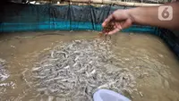 7 Jenis Ikan yang Cocok Dibudidayakan di Kolam Air Deras, Hasilkan Keuntungan Maksimal