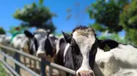 Kementan meningkatkan populasi sapi perah dengan menerapkan program Sapi Kerbau Komoditas Andalan Negeri (SIKOMANDAN) untuk replacement induk. (Dok Kementan)