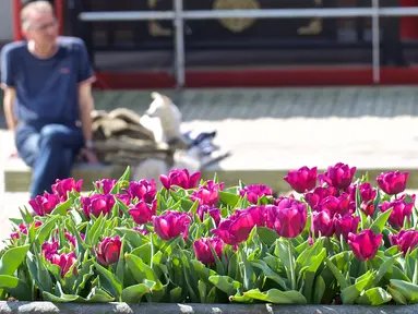 Sejumlah pot bunga tulip terlihat di jalanan Amsterdam, Belanda (8/4/2020). Festival Tulip Amsterdam 2020 menampilkan tulip di jalan-jalan sepanjang bulan April. Akibat epidemi COVID-19, beberapa lokasi pameran tulip ditutup tahun ini. (Xinhua/Sylvia Lederer)