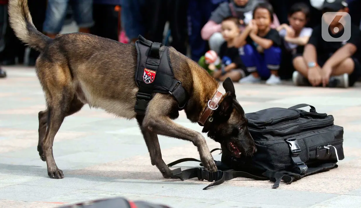 Satuan Polisi Satwa K9 bersama anjing pelacak khusus melakukan simulasi pendeteksian bahan peledak di area Car Free Day,Bundaran HI, Jakarta, Minggu, (16/2/2020). Simulasi untuk mengedukasi tentang cara kerja anjing pelacak saat menemukan bahan peledak yang disembunyikan. (Liputan6.com/Johan Tallo)