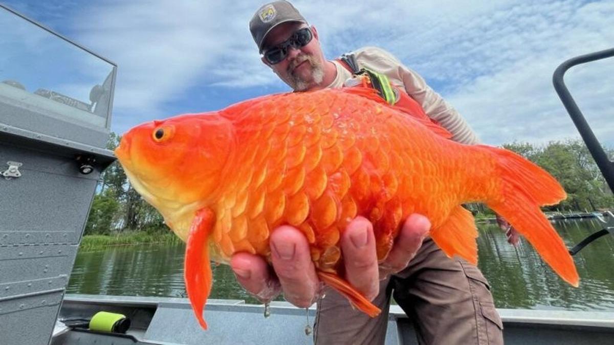 Ikan Mas Koki ‘Megalodon’ Raksasa Ditemukan, Pakar Peringatkan Bahayanya