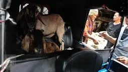 Dua ekor kambing dibawa dengan menggunakan bajaj di Pasar Kambing Tanah Abang, Jakarta, Minggu (11/9). Satu hari jelang Idul Adha 1437 H, pedagang di pasar itu bisa menjual 70-90 ekor per hari dari harga Rp 2 juta-5 juta. (Liputan6.com/Faizal Fanani)