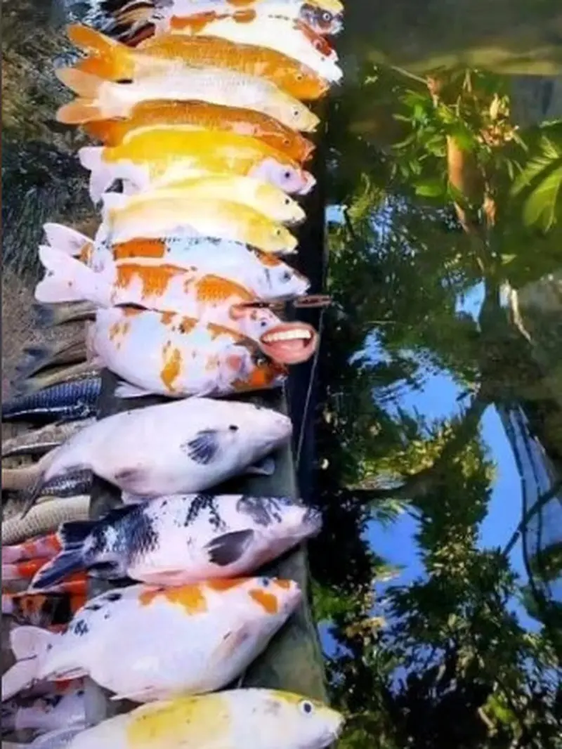 Niat Hati Ingin Kolam Miliknya Bersih, Pemilik Ikan Ini Malah Dibuat Terkejut