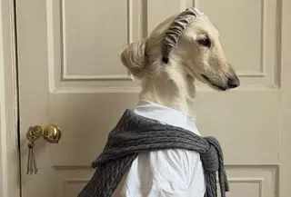 Samantha Anjing Ras Afghan Hound yang fashionable. [@samantharuthprabhuoffl]