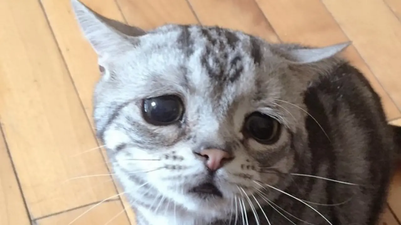 Luhu, Kucing Bermuka Sedih Ini Terkenal di Instagram