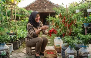 Cara Menanam Cabai di Galon Bekas agar Cepat Tumbuh, 7 Langkah agar Berbuah Lebat