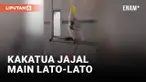 Gokil! Kakatua Diminta Main Lato-lato