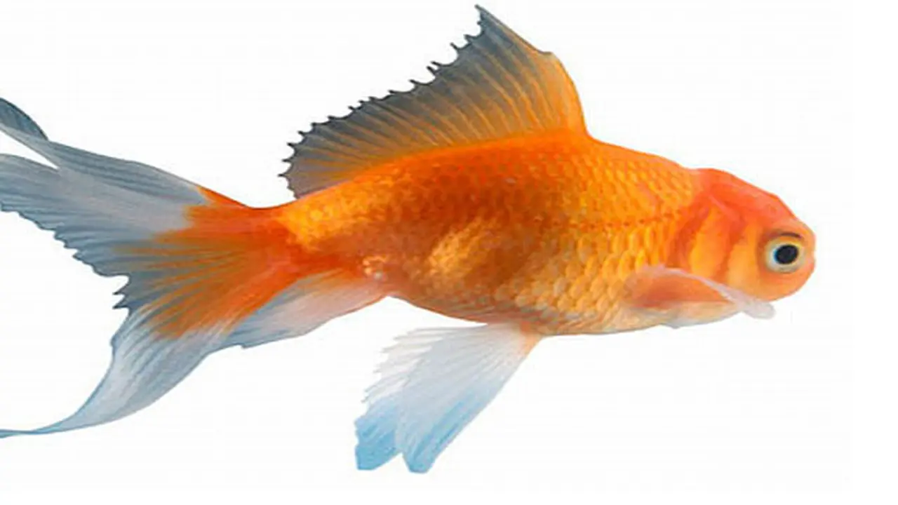 Photo: Copyright Thinkstockphotos.com