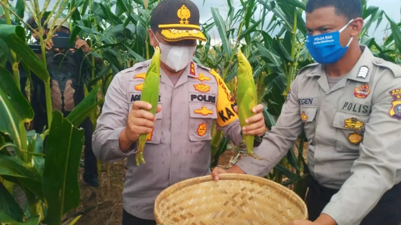 Kapolda Riau Irjen Agung Setya Imam Effendi memanen jagung di lahan gerakan Jaga Kampung Kabupaten Pelalawan.