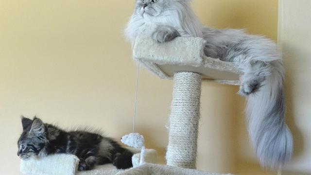 Scratch post dan kucing