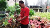 Aang Holis bisnis tanaman hias jenis aglonema (Dok. Pribadi)