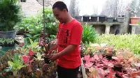16 Jenis Aglonema Merah dan Harganya, Kolektor Wajib Tahu