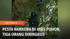 Polisi di Bangkalan, Jawa Timur, meringkus tiga orang yang sedang berpesta narkoba di atas pohon. Polisi tanpa sengaja menemukan ketiganya, saat mengejar pelaku pencurian yang melarikan diri ke arah pohon.