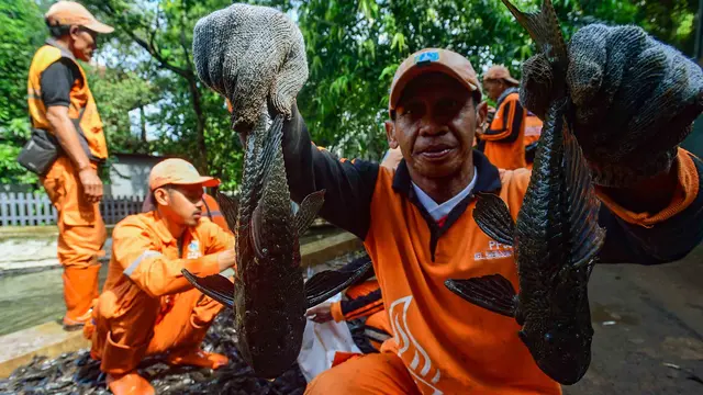 3 Ton Ikan Sapu-Sapu Terjaring dalam Operasi di Setu Babakan Jagakarsa