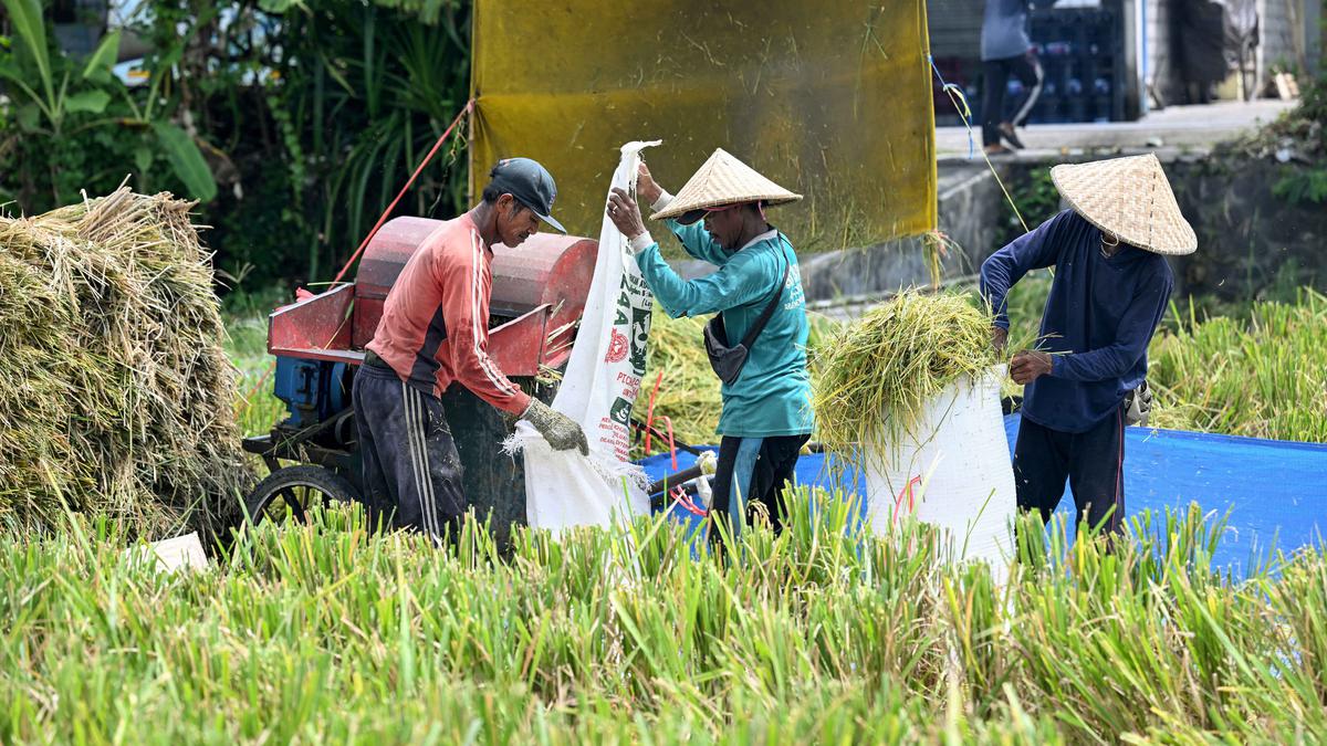 Pemprov Bali Targetkan Luas Panen Sawah Musim Tanam II 2026 Capai 124 Ribu Hektare