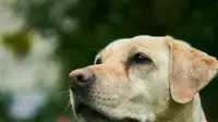 Heboh Anjing Pria Ini Bawa Pulang Bom ke Rumah, Datangkan Penjinak Bom