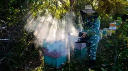 Peternak mengasapi sarang lebah saat akan memanennya di sebuah peternakan di Navajas, Matanzas, Kuba, 21 Maret 2019. Madu dari tempat ini menjadi dambaan dari pasar Eropa. (YAMIL LAGE/AFP)