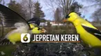 Dia punya cara cerdik untuk memotret burung supaya tidak kabur.