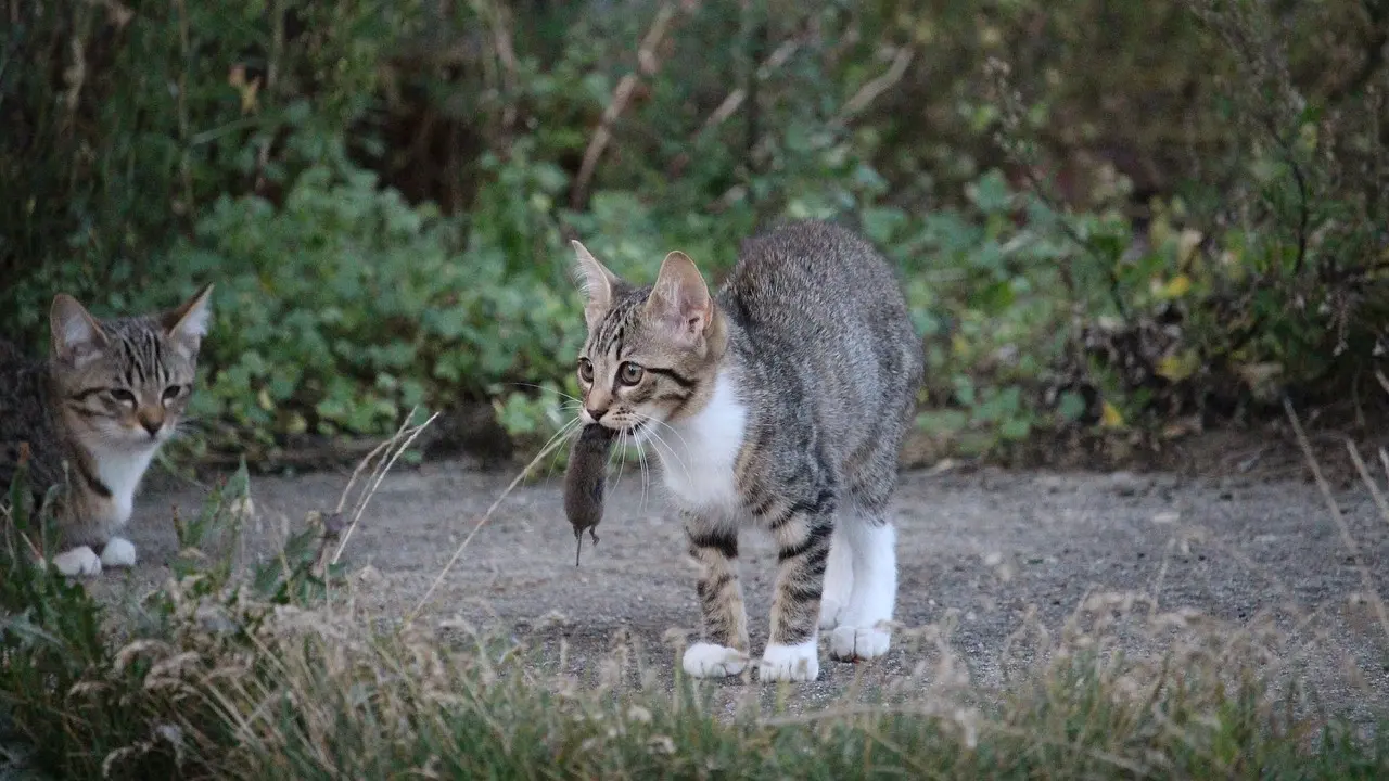 Kucing menangkap tikus