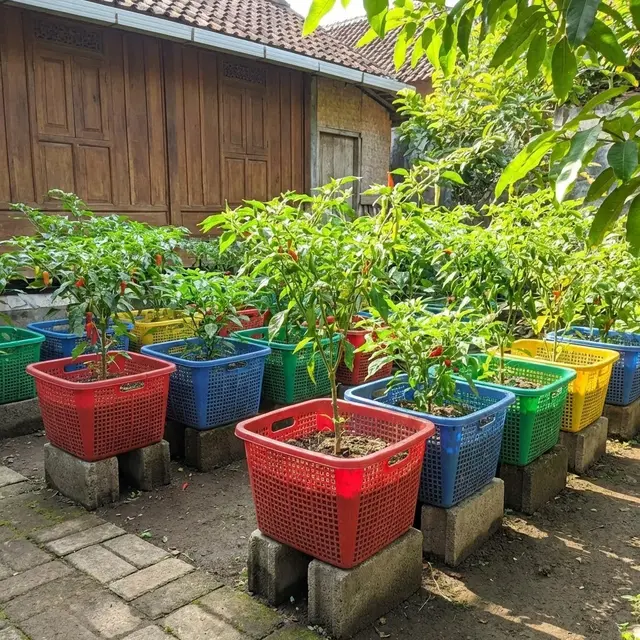 Desain Kebun Cabai Pakai Keranjang Plastik Bekas Anti Becek