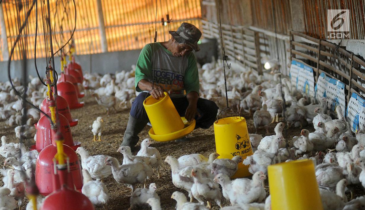 Foto Tembus Rp 50 Ribu Per Kg Peternak Keluhkan Harga Bibit Ayam