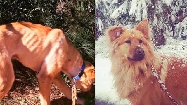5 Kisah Anjing Sebelum dan Sesudah Diadopsi Ini Bikin Haru